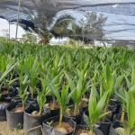 Analisis Usaha Sabut Kelapa