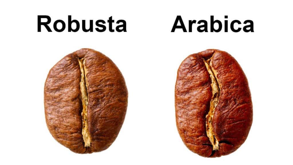 perbedaan robusta dan arabika