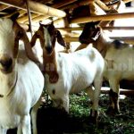 makanan kambing