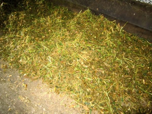 Campuran Fermentasi Pakan sapi Bahan Dasar 