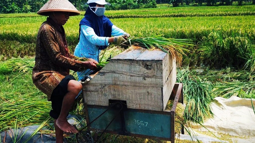 Alat Tradisional Untuk Panen