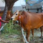 cara mencacah rumput pakan ternak