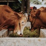 solusi pakan ternak lebih praktis