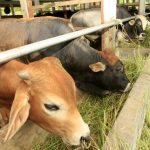 peluang usaha sapi potong