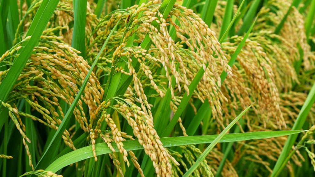 Usaha Jasa Penggilingan Padi Keliling