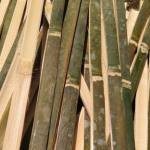 Cara Membuat Bilah Bambu Tipis untuk Kerajinan Kuat Rapi