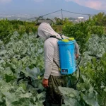 sprayer elektrik cocok untuk apa