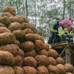 kenapa porang harus diiris tipis